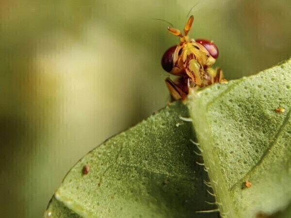 Blatt mit Insekt